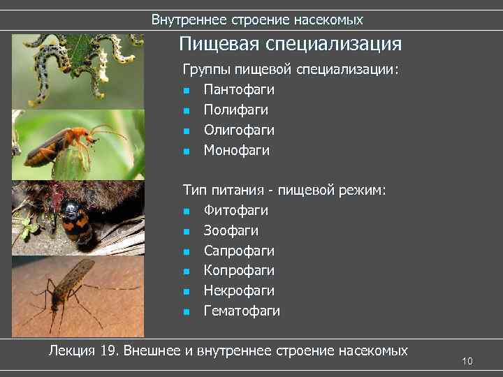 Внутреннее строение насекомых Пищевая специализация Группы пищевой специализации: n Пантофаги n Полифаги n Олигофаги
