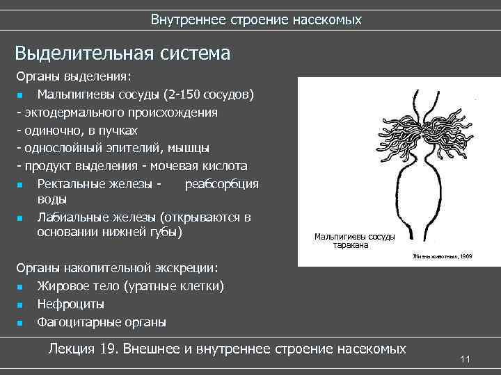 Внутреннее строение насекомых Выделительная система Органы выделения: n Мальпигиевы сосуды (2 -150 сосудов) -