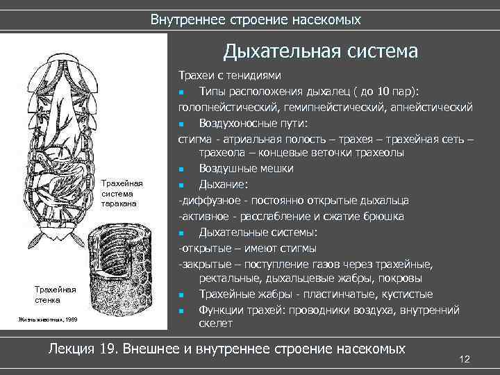 Внутреннее строение насекомых Дыхательная система Трахейная система таракана Трахейная стенка Жизнь животных, 1969 Трахеи