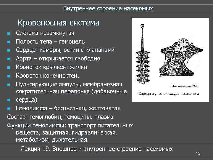 Внутреннее строение насекомых Кровеносная система Система незамкнутая n Полость тела – гемоцель n Сердце: