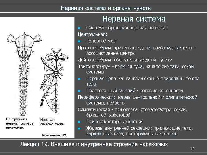Нервная система и органы чувств Нервная система Система - брюшная нервная цепочка: Центральная: n