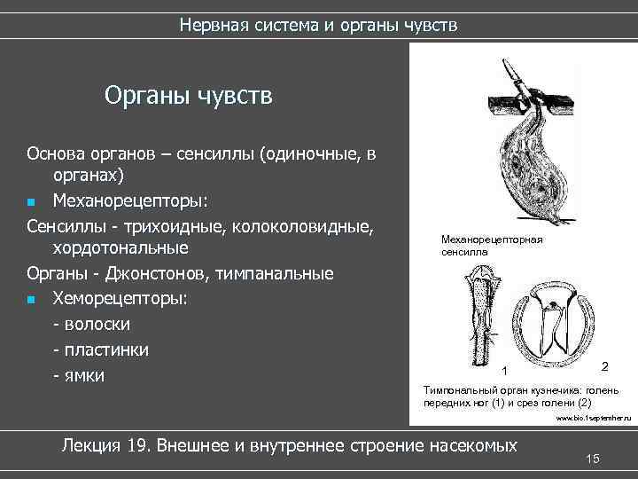 Нервная система и органы чувств Основа органов – сенсиллы (одиночные, в органах) n Механорецепторы: