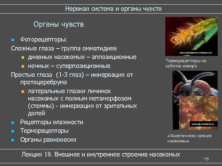 Органы чувств насекомых. Органы чувств у насекомых таблица. Нервная система и органы чувств насекомых. Класс насекомые органы чувств. Органы чувств насекомых 7 класс.