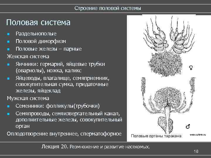 Строение половой системы Половая система Раздельнополые n Половой диморфизм n Половые железы – парные