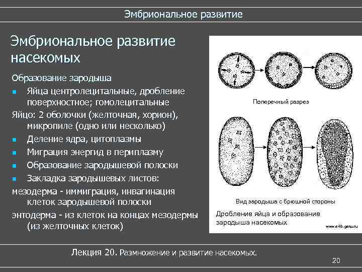Эмбриональное развитие насекомых Образование зародыша n Яйца центролецитальные, дробление поверхностное; гомолецитальные Яйцо: 2 оболочки