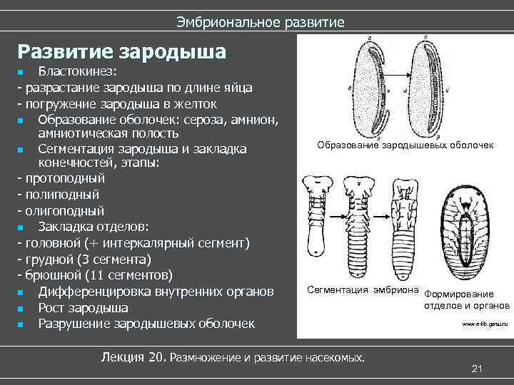 Эмбриональное развитие Развитие зародыша Бластокинез: - разрастание зародыша по длине яйца - погружение зародыша
