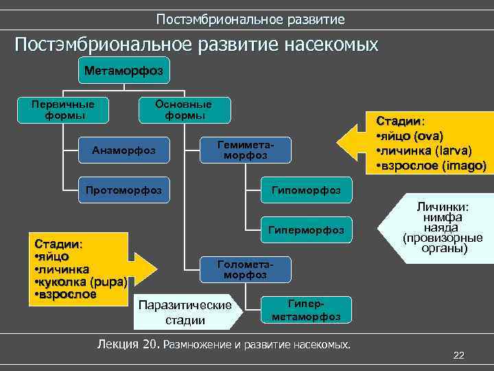Постэмбриональное развитие насекомых Метаморфоз Первичные формы Основные формы Анаморфоз Гемиметаморфоз Протоморфоз Гиперморфоз Стадии: •