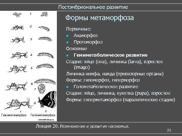 Постэмбриональное развитие Формы метаморфоза Первичные: n Анаморфоз n Протоморфоз Основные n Гемиметаболическое развитие Стадии: