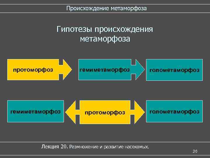 Происхождение метаморфоза Гипотезы происхождения метаморфоза протоморфоз гемиметаморфоз голометаморфоз протоморфоз голометаморфоз Лекция 20. Размножение и