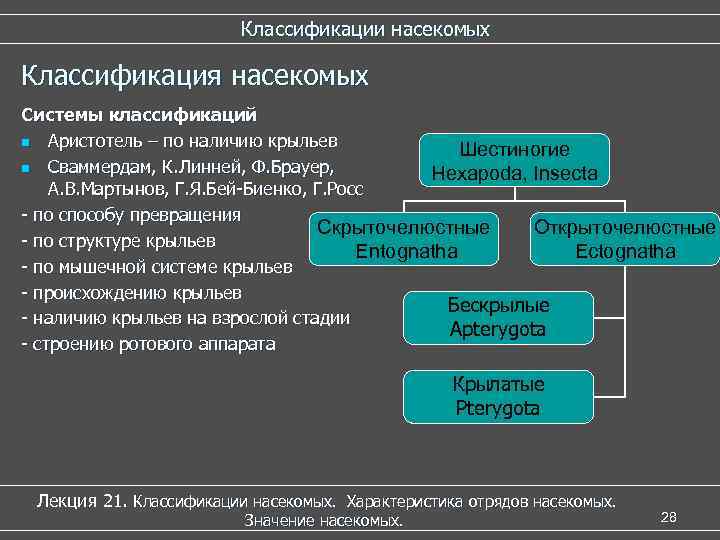 Систематика насекомых схема