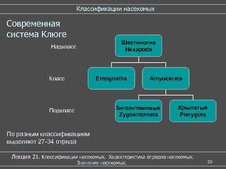 Классификации насекомых Современная система Клюге Шестиногие Hexapoda Надкласс Класс Entognatha Amyocerata Зигоэнтомовые Zygoentomata Подкласс