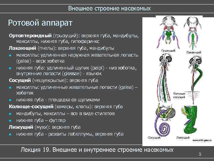 Внешнее строение насекомых Ротовой аппарат Ортоптероидный (грызущий): верхняя губа, мандибулы, максиллы, нижняя губа, гипофаринкс