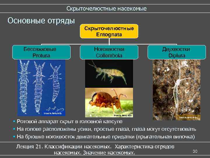 Скрыточелюстные насекомые Основные отряды Бессяжковые Protura insects. tamu. edu Скрыточелюстные Entognata Ногохвостки Collembola Двухвостки