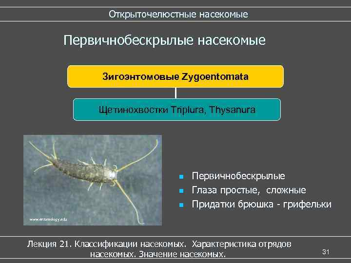 Открыточелюстные насекомые Первичнобескрылые насекомые Зигоэнтомовые Zygoentomata Щетинохвостки Triplura, Thysanura n n n Первичнобескрылые Глаза