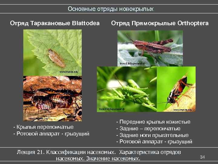 Основные отряды новокрылых Отряд Таракановые Blattodea Отряд Прямокрылые Orthoptera Фото Е. В. Борисовой ©