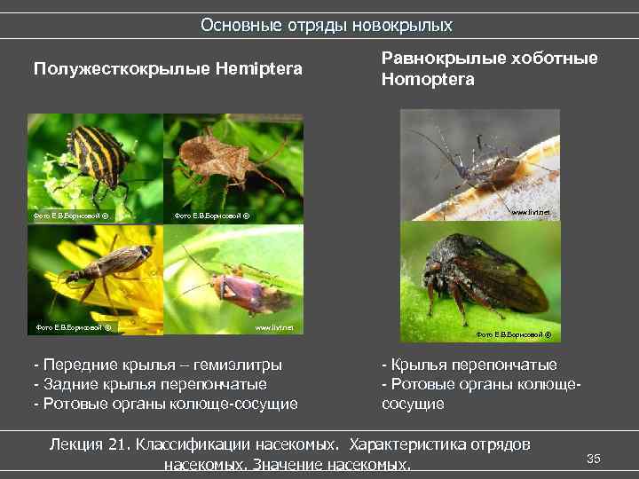 Основные отряды новокрылых Полужесткокрылые Hemiptera Фото Е. В. Борисовой © Равнокрылые хоботные Homoptera www.