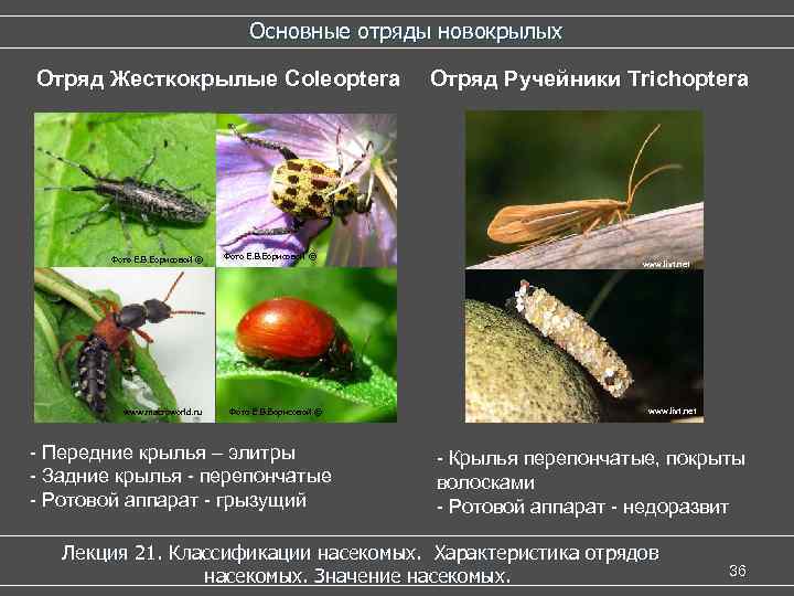 Основные отряды новокрылых Отряд Жесткокрылые Coleoptera Фото Е. В. Борисовой © www. macroworld. ru