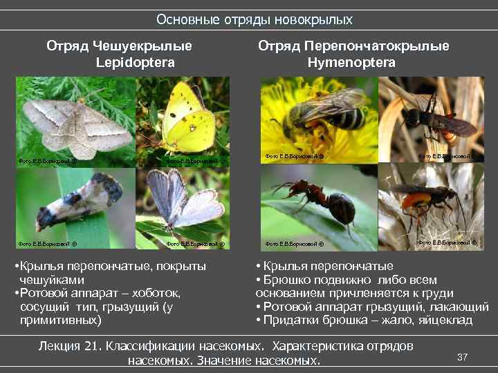 Основные отряды новокрылых Отряд Чешуекрылые Lepidoptera Фото Е. В. Борисовой © • Крылья перепончатые,