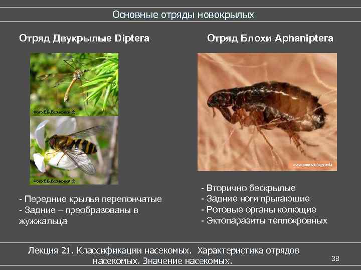 Основные отряды новокрылых Отряд Двукрылые Diptera Отряд Блохи Aphaniptera Фото Е. В. Борисовой ©