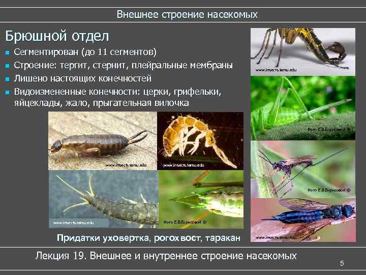 Внешнее строение насекомых Брюшной отдел n n Сегментирован (до 11 сегментов) Строение: тергит, стернит,