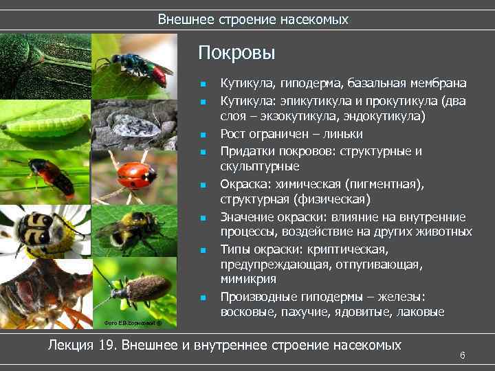Внешнее строение насекомых Покровы n n n n Кутикула, гиподерма, базальная мембрана Кутикула: эпикутикула