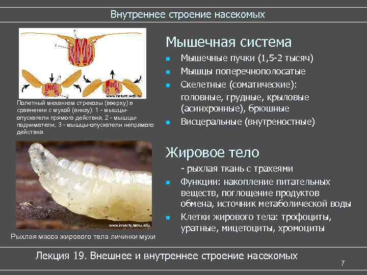 Внутреннее строение насекомых Мышечная система n n n www. nature. web. ru Полетный механизм