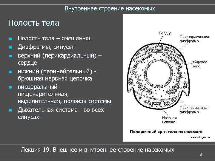 Внутреннее строение насекомых Полость тела n n n Полость тела – смешанная Диафрагмы, синусы: