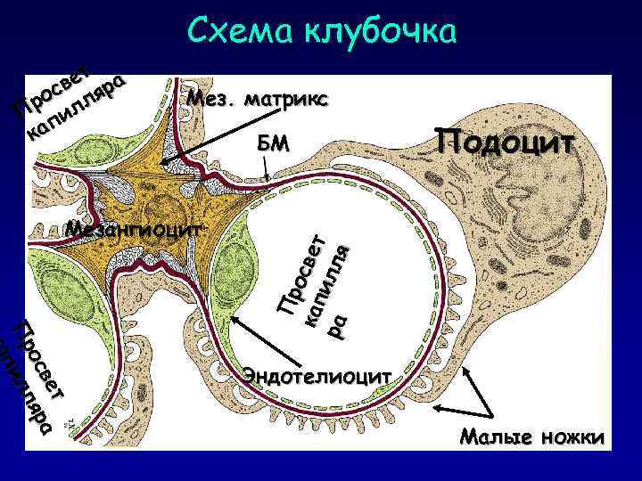 Схема клубочка Мез. матрикс Мезангиоцит БМ Подоцит т т ве ра а ве я