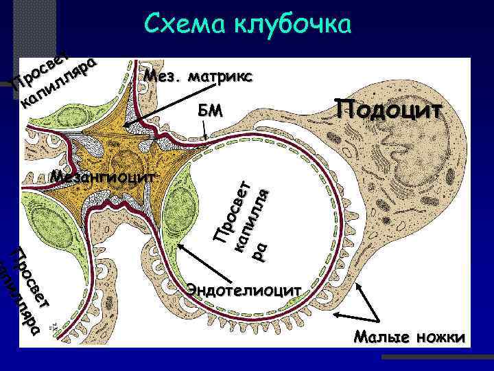 Схема клубочка Мез. матрикс Мезангиоцит БМ Подоцит т т ве ра а ве я