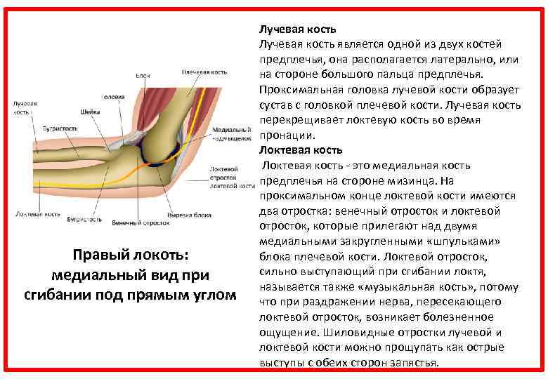 Правый локоть: медиальный вид при сгибании под прямым углом Лучевая кость является одной из
