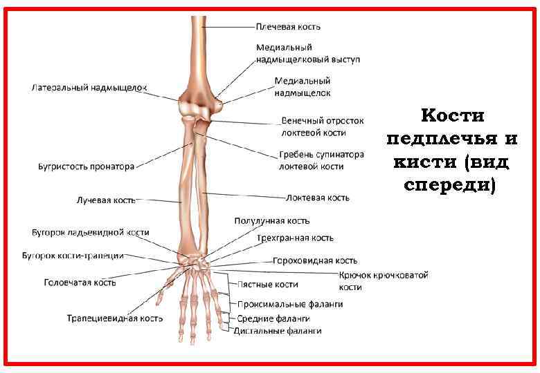  Кости педплечья и кисти (вид спереди) 