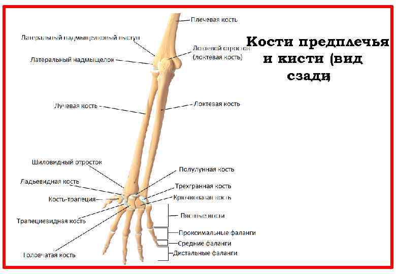  Кости предплечья и кисти (вид сзади ) 