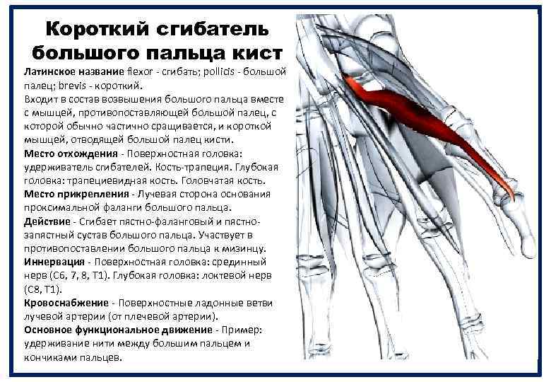 Короткий сгибатель большого пальца кист Латинское название flexor - сгибать; pollicis - большой палец;