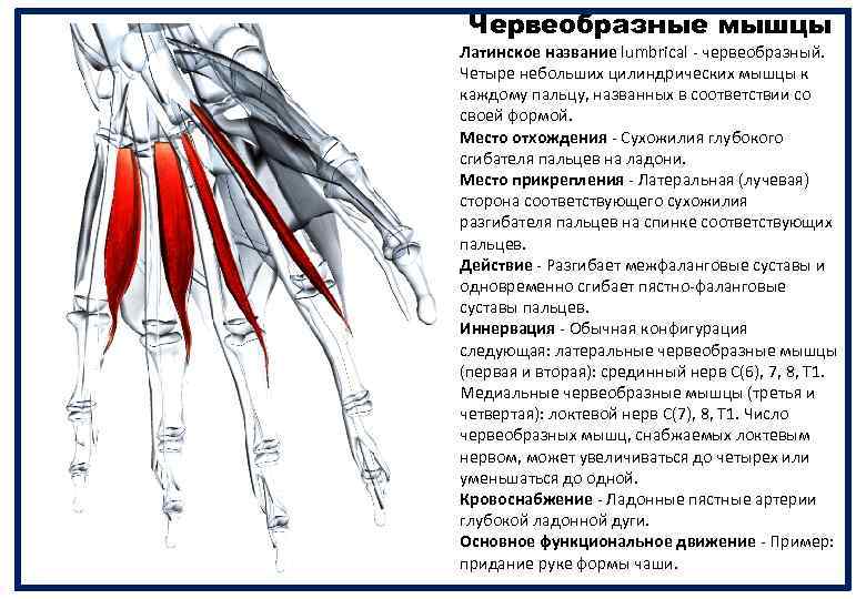 Червеобразные мышцы Латинское название lumbrical - червеобразный. Четыре небольших цилиндрических мышцы к каждому пальцу,