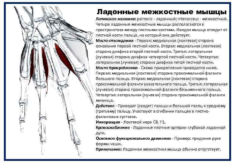 Ладонные межкостные мышцы Латинское название palmaris - ладонный; interosseus - межкостный. Четыре ладонные межкостные