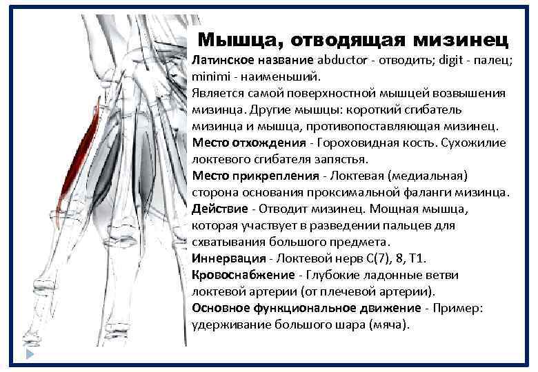 Мышца, отводящая мизинец Латинское название abductor - отводить; digit - палец; minimi - наименьший.