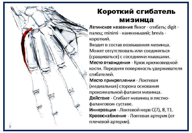 Короткий сгибатель мизинца Латинское название flexor - сгибать; digit - палец; minimi - наименьший;