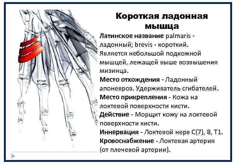 Короткая ладонная мышца Латинское название palmaris - ладонный; brevis - короткий. Является небольшой подкожной