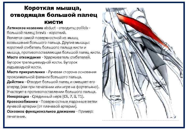 Короткая мышца, отводящая большой палец кисти Латинское название abduct - отводить; pollicis - большой