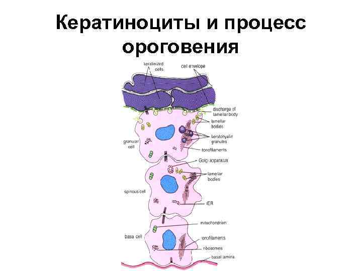 Кератиноциты и процесс ороговения 