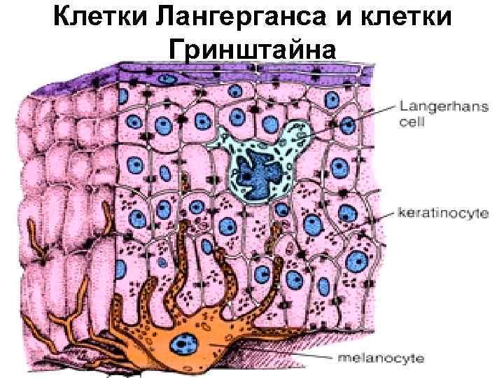 Клетки Лангерганса и клетки Гринштайна 