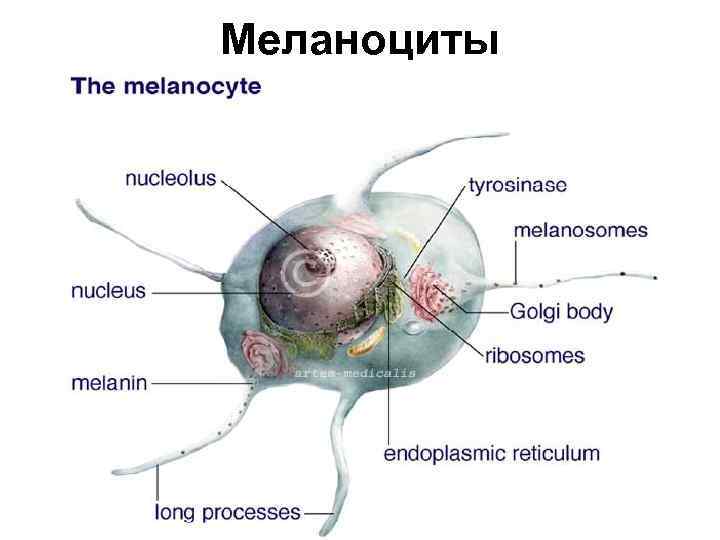 Меланоциты 