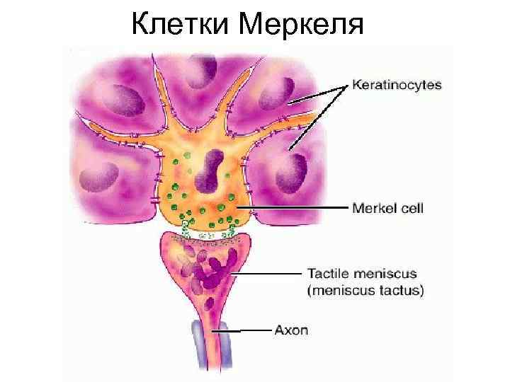 Клетки Меркеля 