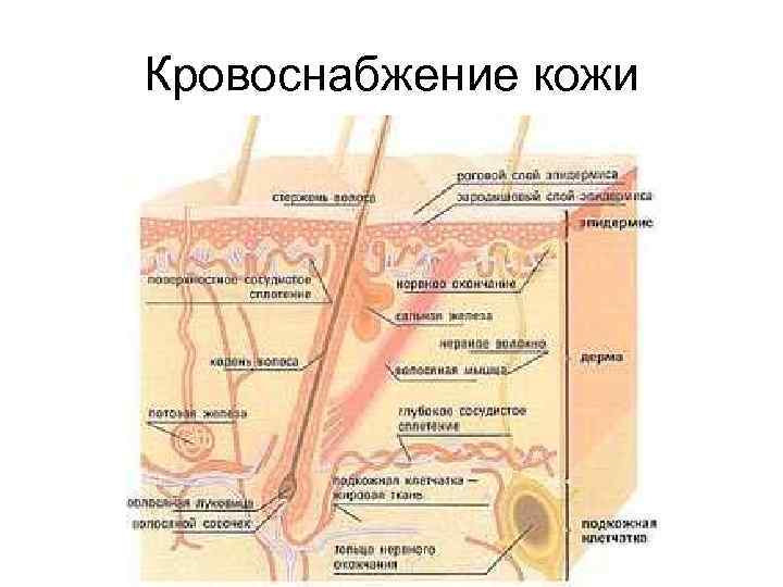 Кровоснабжение кожи 