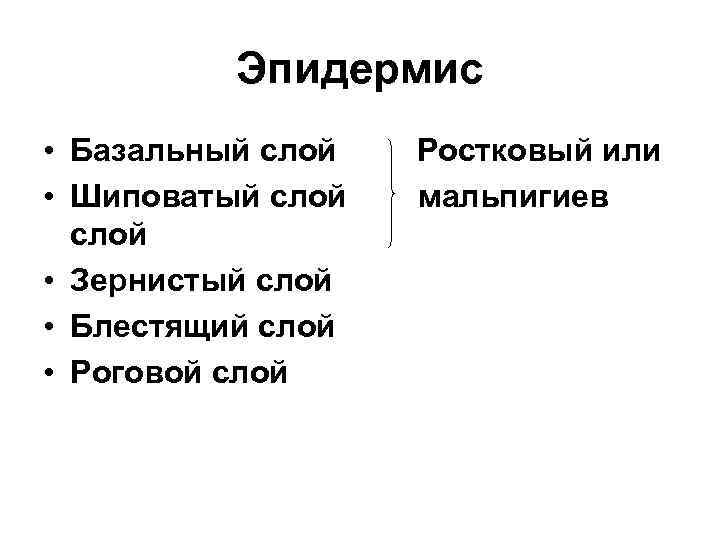 Эпидермис • Базальный слой • Шиповатый слой • Зернистый слой • Блестящий слой •