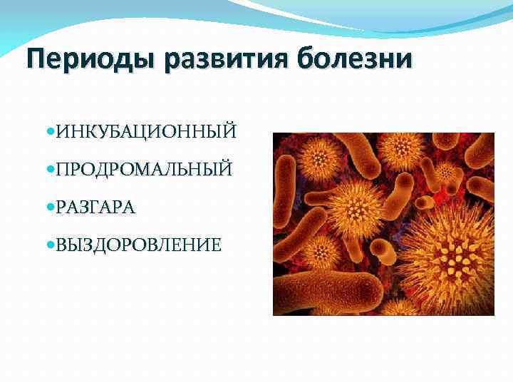 Периоды развития болезни ИНКУБАЦИОННЫЙ ПРОДРОМАЛЬНЫЙ РАЗГАРА ВЫЗДОРОВЛЕНИЕ 