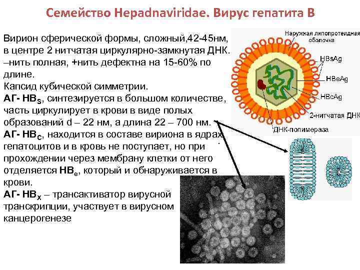 Семейство Hepadnaviridae. Вирус гепатита В Вирион сферической формы, сложный, 42 -45 нм, в центре