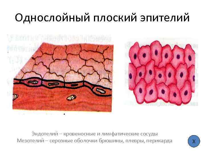 Однослойный плоский эпителий Эндотелий – кровеносные и лимфатические сосуды Мезотелий – серозные оболочки брюшины,