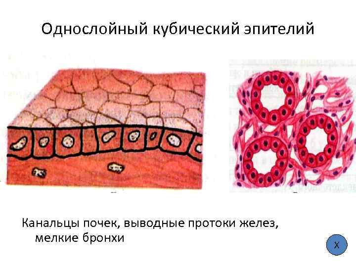 Однослойный кубический эпителий Канальцы почек, выводные протоки желез, мелкие бронхи Х 