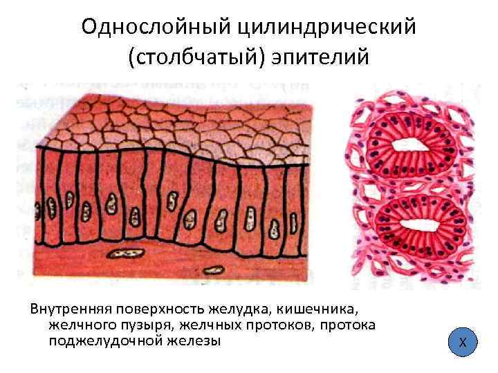 Однослойный цилиндрический (столбчатый) эпителий Внутренняя поверхность желудка, кишечника, желчного пузыря, желчных протоков, протока поджелудочной